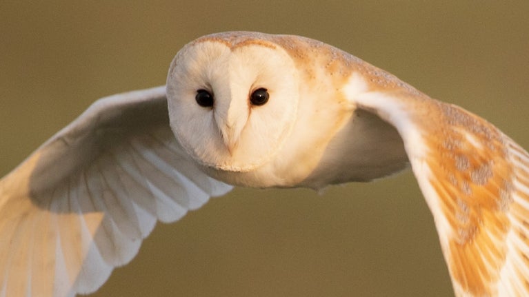Barn owl in flight showing close up of its heart-shaped face.